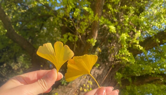 霧島の夫婦イチョウ <br>～迫力ある２本のイチョウを見上げよう～